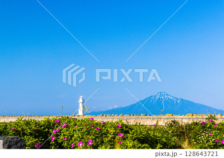 【北海道_稚内市_ノシャップ岬】ハマナスと利尻島 7月 【北海道_稚内市_ノシャップ岬】ハマナスと利尻島 7月 128643721