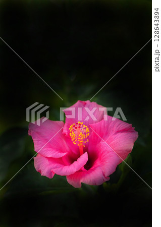 赤いブッソウゲの花 赤いブッソウゲの花 128643894