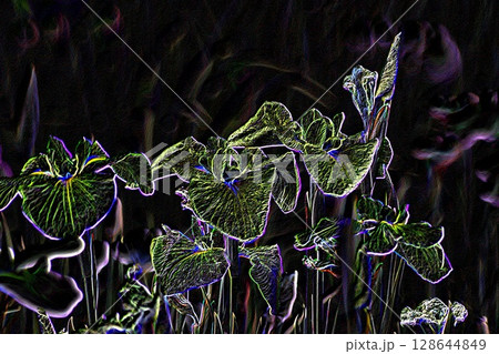 はなしょうぶ　＜加工＞ 128644849