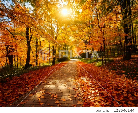 小道 紅葉 小道 紅葉 128646144