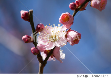 梅の花 128646167