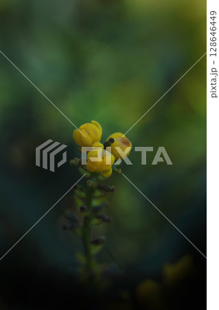 黄色いヒイラギナンテンの花 黄色いヒイラギナンテンの花 128646449