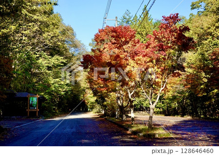 赤沢自然休養林に向かう道の紅葉の風景　長野県木曽郡上松町 128646460