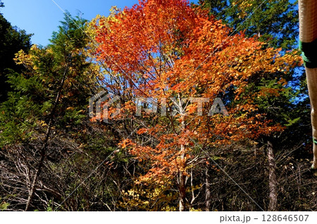 赤沢自然休養林の赤沢森林鉄道のトロッコから紅葉を見た風景　長野県木曽郡上松町 128646507
