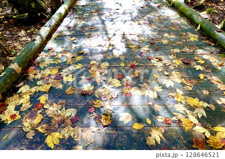 赤沢自然休養林のふれあいの道の木橋に紅葉した葉が散り落ちた風景　長野県木曽郡上松町 128646521