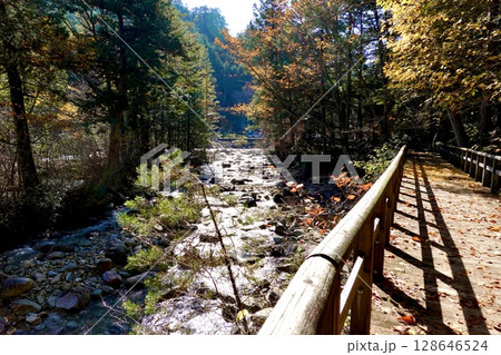 赤沢自然休養林のふれあいの道から見た川のせせらぎの風景　長野県木曽郡上松町 128646524