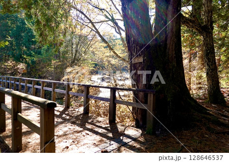 赤沢自然休養林のふれあいの道の木橋が見える風景　長野県木曽郡上松町 128646537