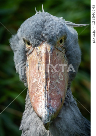 Whalehead or Shoe-billed Stork 128646548