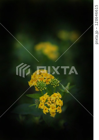 黄色いランタナの花 128646615