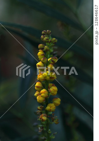 黄色いヒイラギナンテンの花 128646617