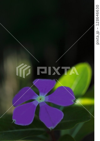 黒い背景に浮かび上がる紫のニチニチソの花 128646630