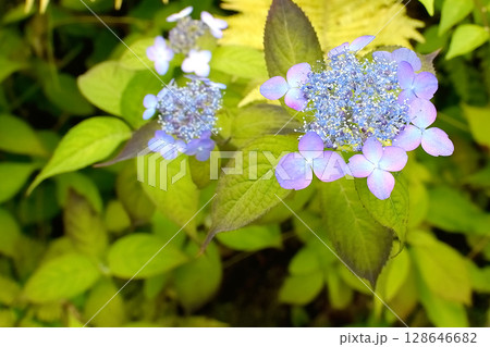 山奥にさいているアジサイ 128646682