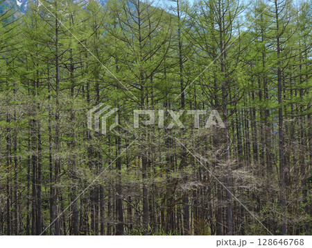 初夏の観光名所上高地の森の風景 128646768