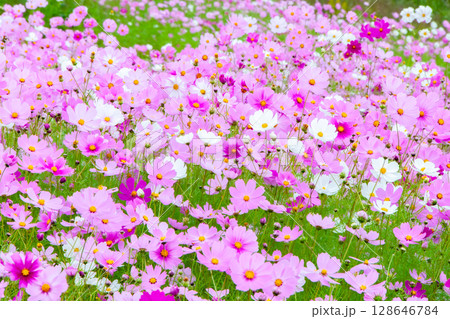 一面に咲き誇るコスモス畑 128646784