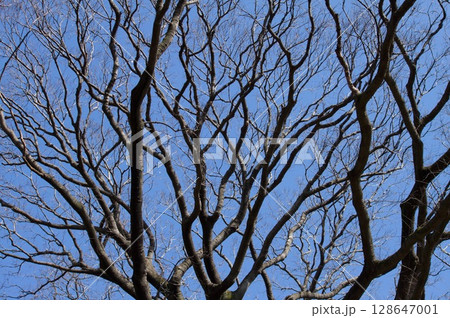 木の枝の写真素材 [128647001] - PIXTA