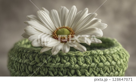 Close up of white daisy flower resting green knitted cushion soft background natural light detailed petals vibrant center cozy fresh spring floral decorative textured peaceful elegant simple 128647071