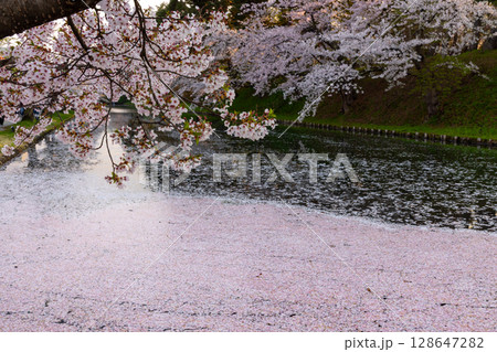青森県弘前市下白銀町弘前公園　弘前城外濠さくらの花筏と満開のソメイヨシノ桜並木 128647282