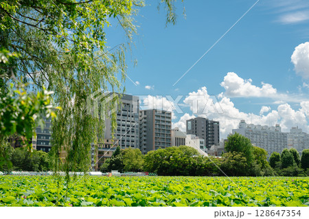 Summer of Ueno Park Shinobazu Pond in Tokyo, Japan Summer of Ueno Park Shinobazu Pond in Tokyo, Japan 128647354