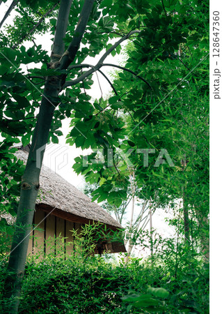 Summer of Akabane Nature Observation Park in Tokyo, Japan 128647360