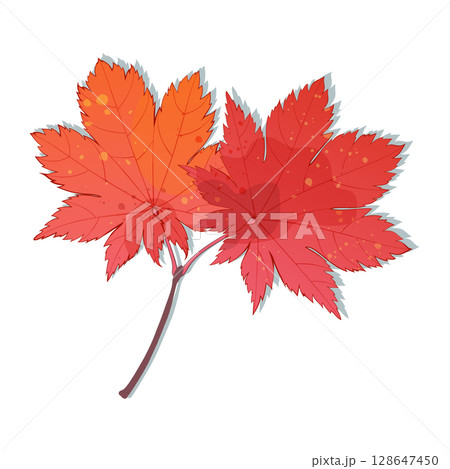 Hand-drawn autumn colored red maple leaves isolated on white background.  128647450