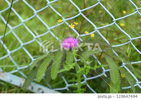 ノアザミ 128647494