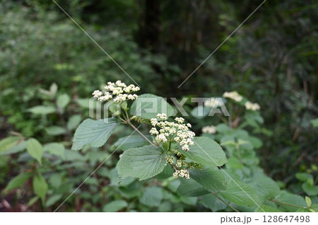 ガマズミ ガマズミ 128647498