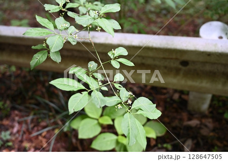 コマユミ 128647505