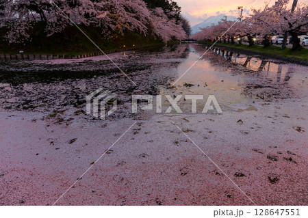 青森県弘前市下白銀町弘前公園 花筏が浮かぶ弘前城外濠の満開のソメイヨシノ桜並木と岩木山夕景 青森県弘前市下白銀町弘前公園 花筏が浮かぶ弘前城外濠の満開のソメイヨシノ桜並木と岩木山夕景 128647551