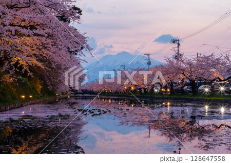 青森県弘前市下白銀町弘前公園 花筏が浮かぶ弘前城外濠の満開のソメイヨシノ桜並木と岩木山夕景 青森県弘前市下白銀町弘前公園 花筏が浮かぶ弘前城外濠の満開のソメイヨシノ桜並木と岩木山夕景 128647558