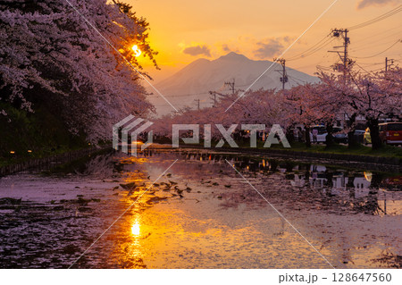 青森県弘前市下白銀町弘前公園　花筏が浮かぶ弘前城外濠の満開のソメイヨシノ桜並木と岩木山夕景 128647560
