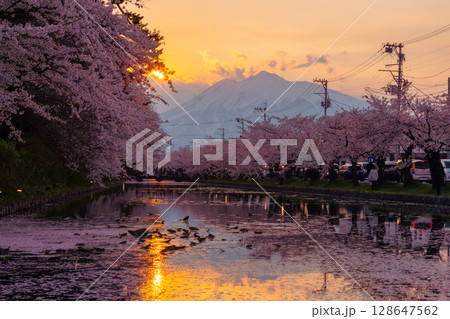 青森県弘前市下白銀町弘前公園 花筏が浮かぶ弘前城外濠の満開のソメイヨシノ桜並木と岩木山夕景 青森県弘前市下白銀町弘前公園 花筏が浮かぶ弘前城外濠の満開のソメイヨシノ桜並木と岩木山夕景 128647562