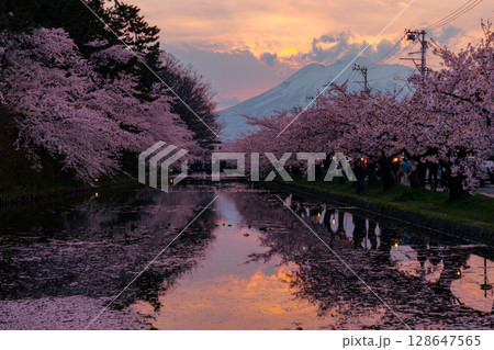 青森県弘前市下白銀町弘前公園 花筏が浮かぶ弘前城外濠の満開のソメイヨシノ桜並木と岩木山夕景 青森県弘前市下白銀町弘前公園 花筏が浮かぶ弘前城外濠の満開のソメイヨシノ桜並木と岩木山夕景 128647565