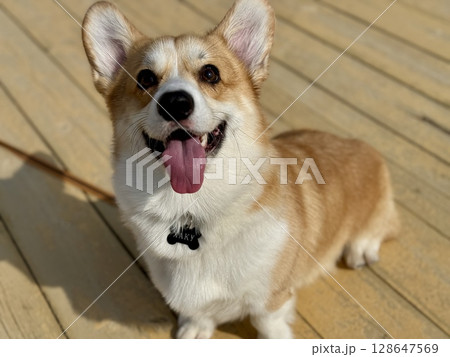 Happy red-haired corgi on a summer walk. High quality photo 128647569