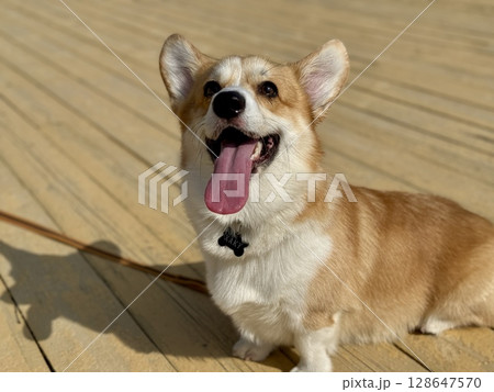 Happy red-haired corgi on a summer walk. High quality photo 128647570