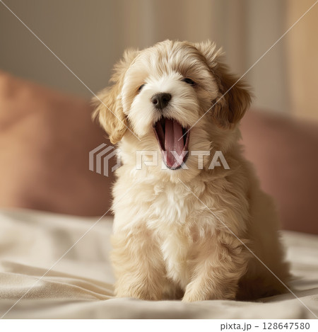 Adorable fluffy puppy sitting bed yawning with mouth wide open soft fur cozy indoor setting cute and playful expression warm lighting relaxed atmosphere small size pet young dog comfort relaxation 128647580