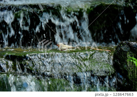 水浴びをするキンカチョウ 水浴びをするキンカチョウ 128647663
