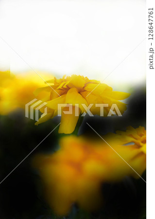 光に透ける黄色いマリゴールドの花 光に透ける黄色いマリゴールドの花 128647761