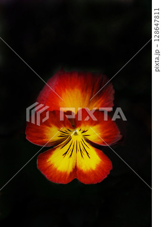 黄色いパンジーの花 黄色いパンジーの花 128647811