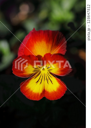 黄色いパンジーの花 黄色いパンジーの花 128647812