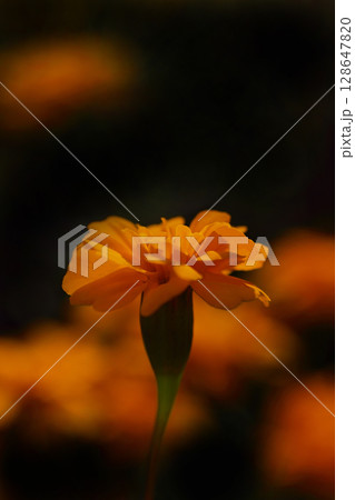 美しいマリゴールド 128647820