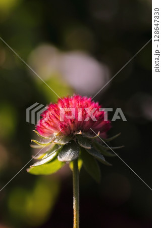 赤いセンニチコウの花 128647830