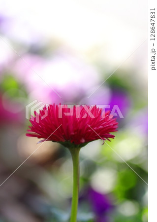 赤いアスターの花 128647831