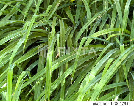 Freshness of morning dew on green grass 128647939