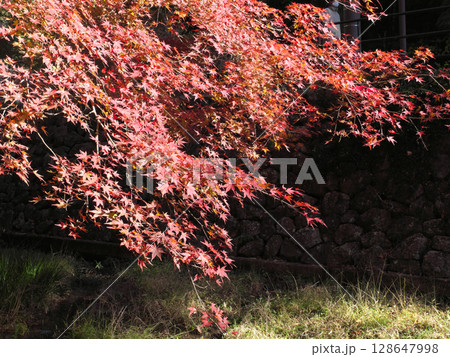 紅葉したモミジを見る 紅葉したモミジを見る 128647998