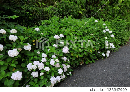鎌倉の紫陽花　神奈川県 128647999