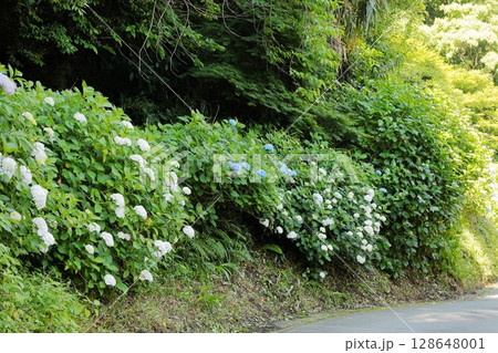 鎌倉の紫陽花　神奈川県 128648001