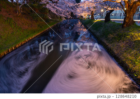 青森県弘前市下白銀町弘前公園　弘前城外濠のさくらの花筏の流れと満開のソメイヨシノ桜並木ライトアップ 128648210