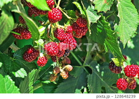赤いブラックベリーの果実(夏、七月) 赤いブラックベリーの果実(夏、七月) 128648239