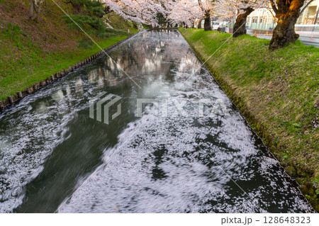 青森県弘前市下白銀町弘前公園 弘前城外濠のさくらの花筏の流れと満開のソメイヨシノ桜並木 青森県弘前市下白銀町弘前公園 弘前城外濠のさくらの花筏の流れと満開のソメイヨシノ桜並木 128648323