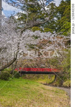 森町の遠江国一宮小國神社の桜の風景(静岡県) 森町の遠江国一宮小國神社の桜の風景(静岡県) 128648398